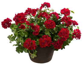 Kraljeva nočna pelargonija (3)