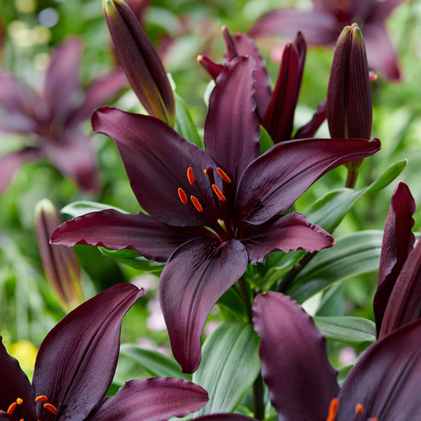Lilija 'Blacklist'
