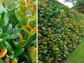 Lovorjevka Novita (3