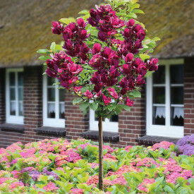 Magnolija ‘Genie’ drevesna oblika