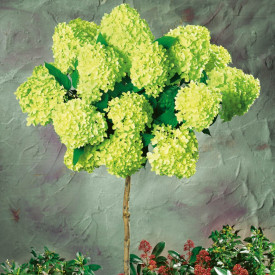 Steblo orjaške hortenzije Limelight