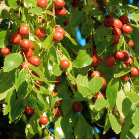 Jujuba – kitajska datelj