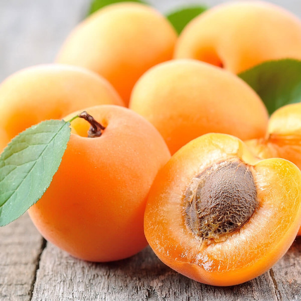 Ananas marelica s koreninsko grudo