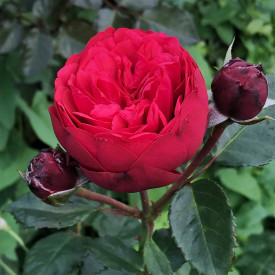 Piano – rdeča čajna vrtnica