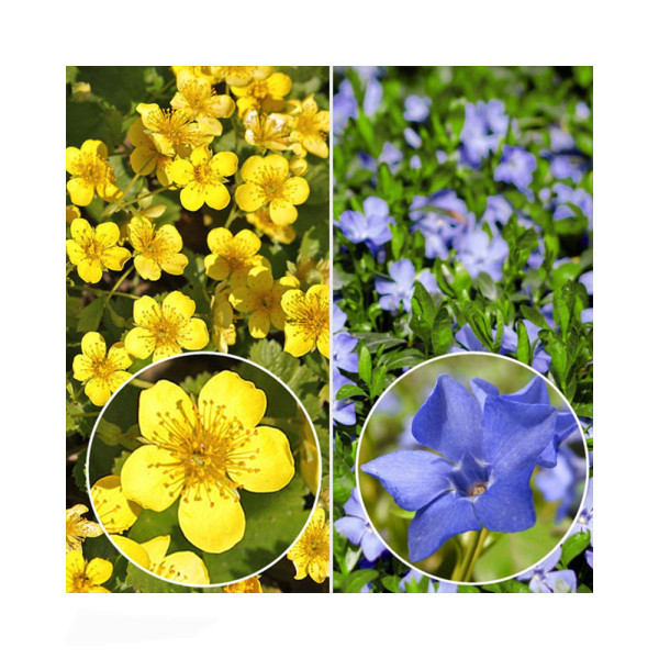 6 Majhen komarček + 6 trilistna valdštajnija