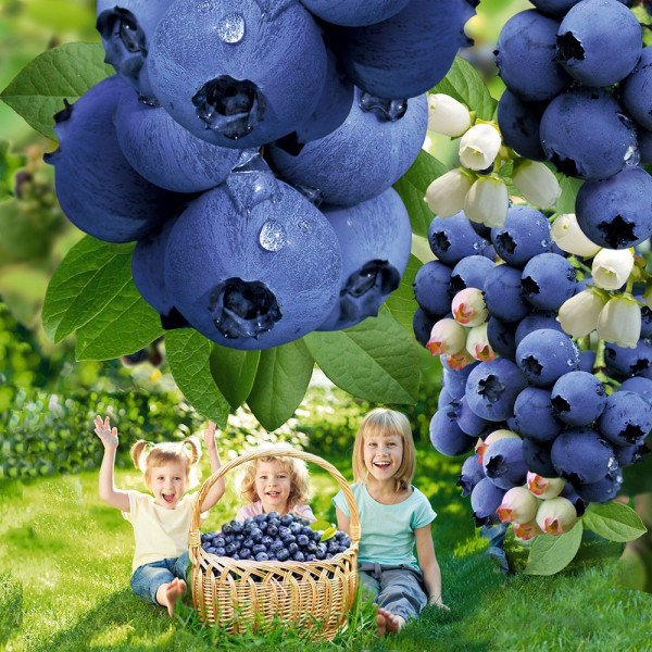 Dublue borovnice in borovničeva zemlja