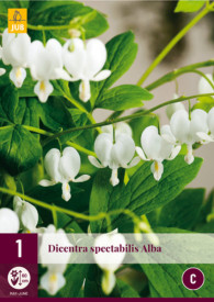 Bela srcasta dicentra