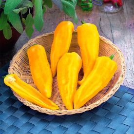  Paprika ‘Mini Yellow’