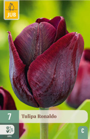 Tulipan Ronaldo (7)