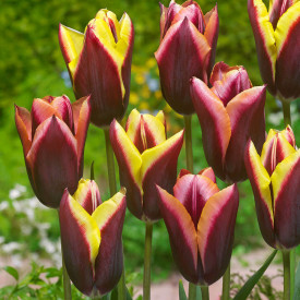 Tulipan Striped Bats (10)