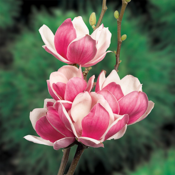 Zadovoljstvo magnolija