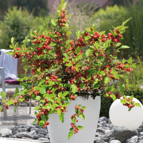 Pritlikava murva Mojo Berry