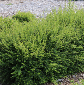 Zimzeleni kovačniki