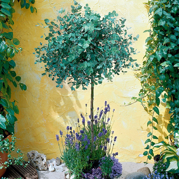 Evkaliptus – na debelu