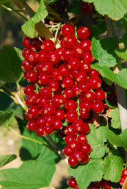 Ribez Makosta, pecelj