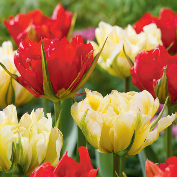 Tulipani Sweet & Love Valley (6