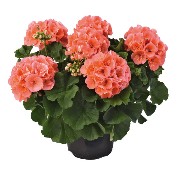Champion Salmon pelargonija (3)