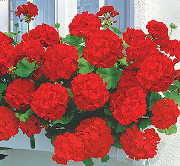 Rdeče stoječe pelargonije, velike lončene