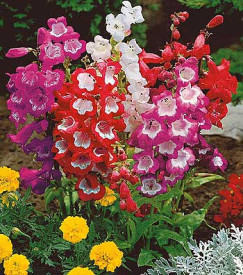 Penstemon, v večji posodi