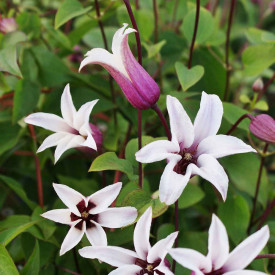 Klematis 'Princess Kate'