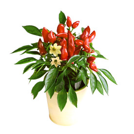 Prigrizna paprika ‘Mini Red’