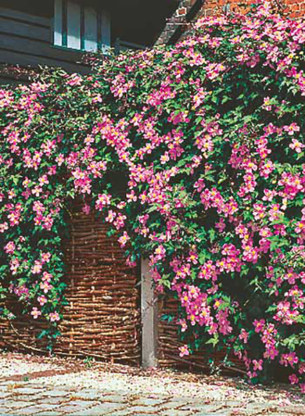 Roza klematis Montana Rubens