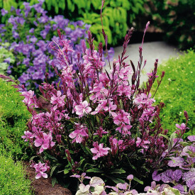 Metuljeva cvetlica roza