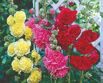 Vrtni slez – mešanica barv 3