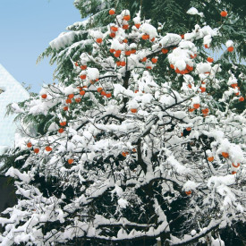 Kaki-japonska jabolka