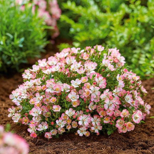 Cutie Pie – pritlikava vrtnica