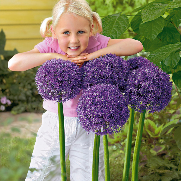 Orjaški okrasni luk (1)