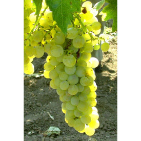 Pölöskei muskotály grape