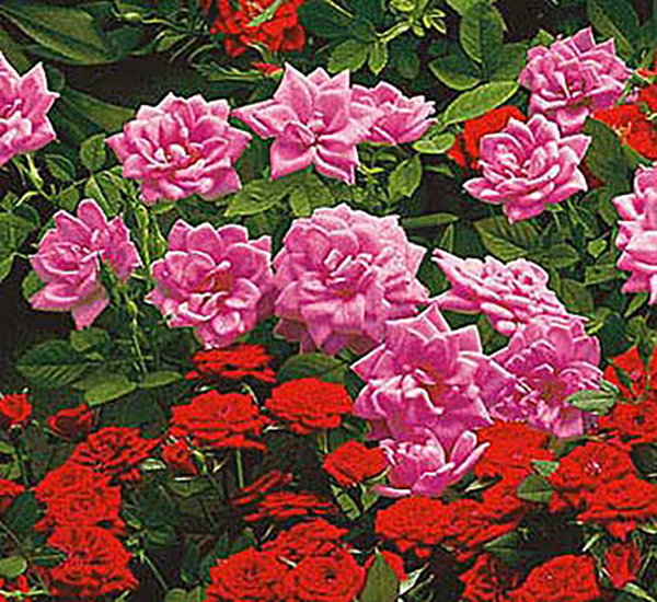 Mini vrtnica temno roza