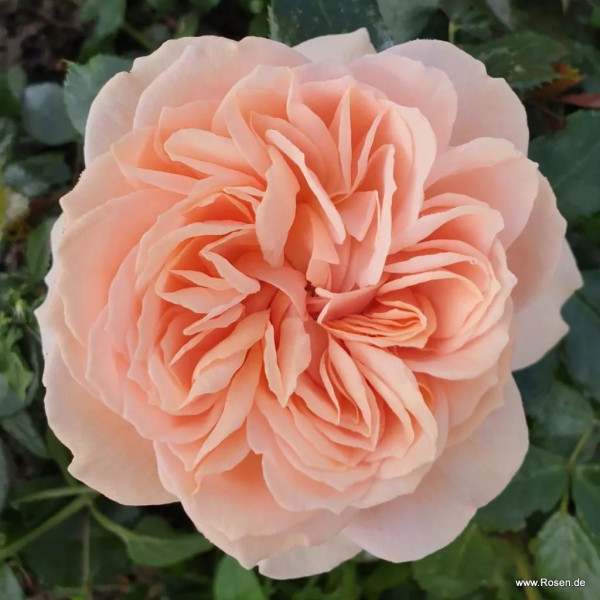 Posteljna vrtnica Garden of Roses
