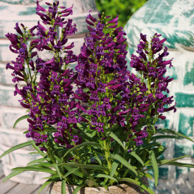 Lijak Purple Perfection