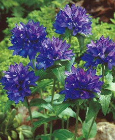 Vozlani zvonček modre barve (3)