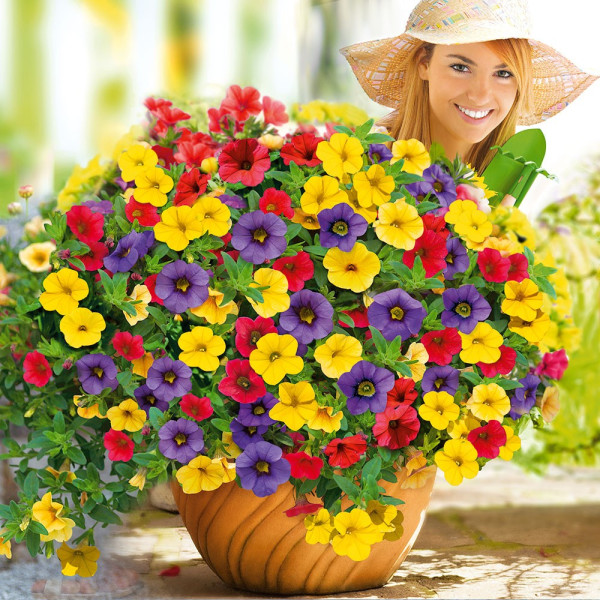 Kompozicija Mini Vista Karneval petunij