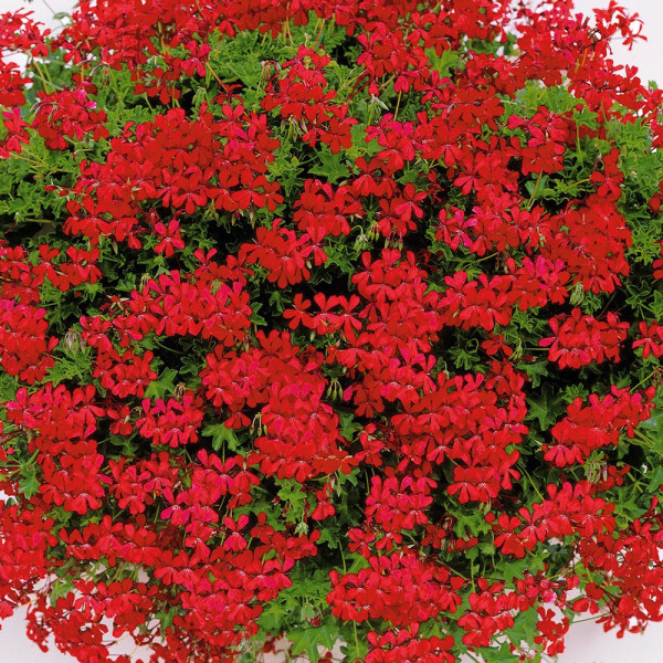 Mušketa z rdečim odbijačem Tirolski ogenj (3)