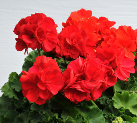 Rdeča stoječa mušketa „Fireball“ 3 kosi