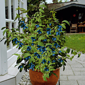 2 Medena jagoda (Regina, Diana)