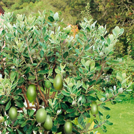 Brazilska ananasova guava grmičasta, Feijoa