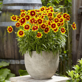 Velecvetne lepe očke UpTick