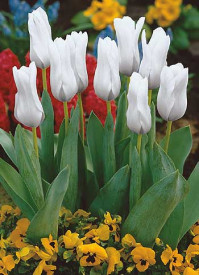 Beli cesarski tulipan (5)