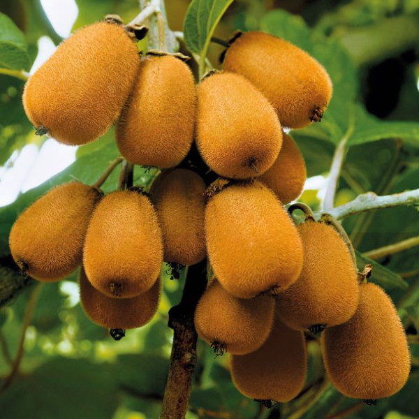 Oriental Delight - Samoplodni kivi