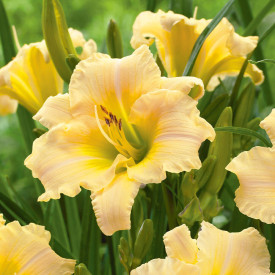 Konvalinka limonsko rumena (3)