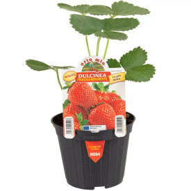 Stalnorodna jagoda ‘Dulcinea’