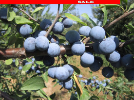 Črni trn "Zemplína"