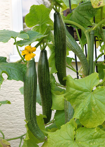 Kačja kumara ‘Long Star 1’