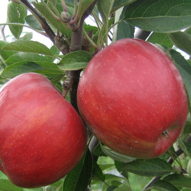 Posoda za jabolka Braeburn