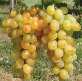 Jedilno grozdje Helikon